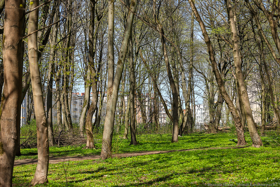 Беличьи тропы: как выглядит лесопарк, через который пройдёт новая дорога до ул. Невского (фото)