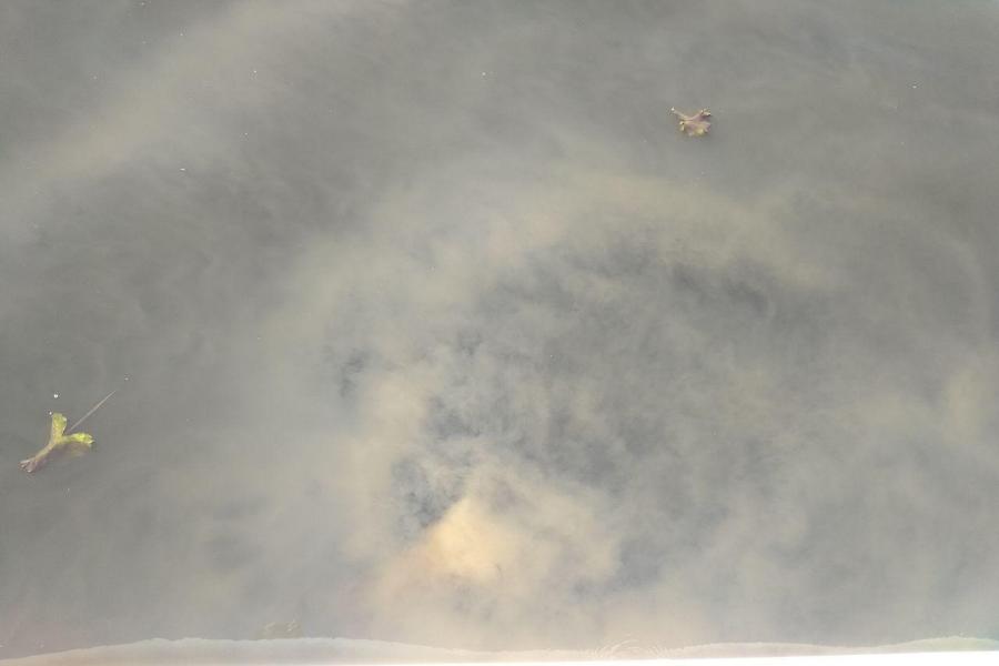 Напротив нового стадиона зафиксирован сброс сточных вод в Преголю (фото) (видео)