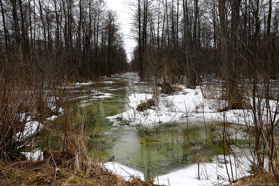 «Тренировочный полет»: появилась версия о пилоте истребителя, найденного под Полесском