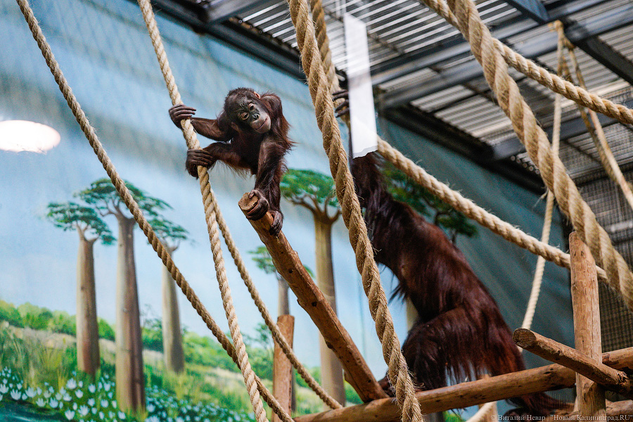 Принц Датский: как орангутан Антон обустроился в Калининградском зоопарке (фото)