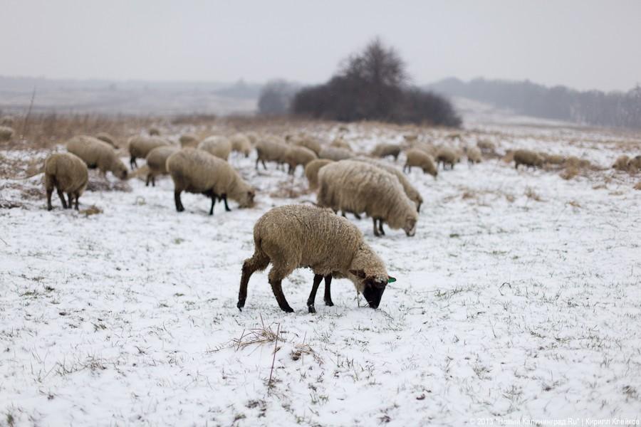 Фермер Сергей Семенов: «Тринадцать минут — и с барана китель снят»