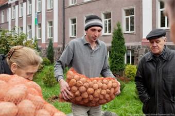 Россельхознадзор запретил ввоз украинского картофеля в Россию