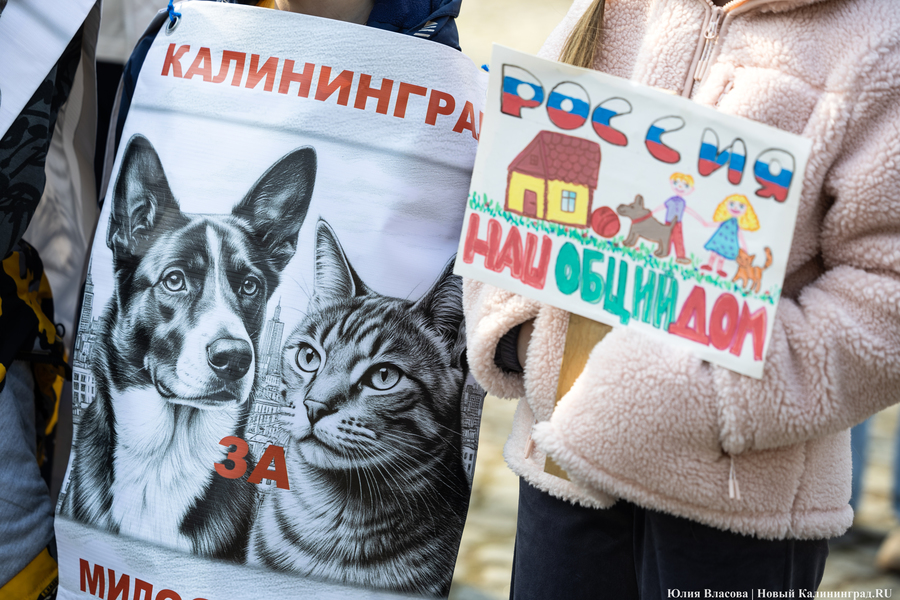 В защиту братьев меньших: в Калининграде прошёл митинг против убийства животных (фото)