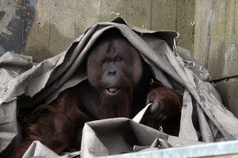 Под пледами и в ведре: Калининградский зоопарк запустил ютуб-трансляцию с орангутаном Антоном