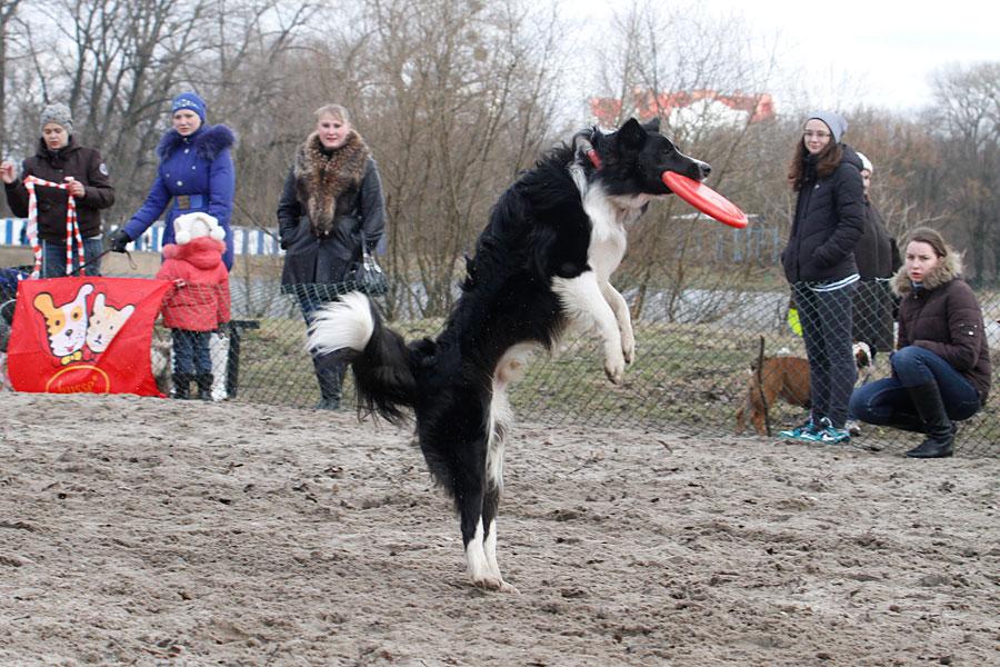 «Главные по тарелочкам»: фоторепортаж с соревнований по дог-фрисби