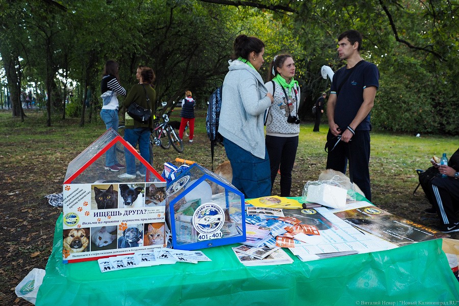 Подари мне дом: на Верхнем озере организовали выставку бездомных животных