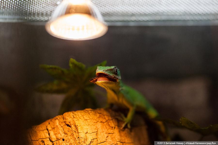 «Зов джунглей»: фоторепортаж с открытия первого калининградского экзотариума
