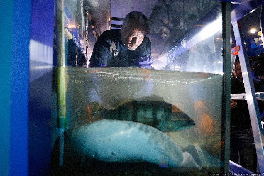 Водные процедуры: как в Музее Мирового океана переселяли ската-хвостокола