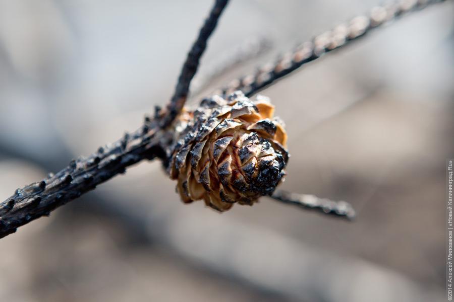 Когда рассеялся дым: после локализации лесного пожара на Куршской косе (фото)