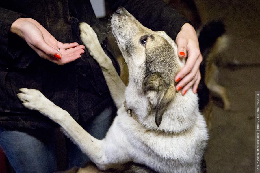 Три этажа собак: как в одной конюшне разместились 70 бездомных животных