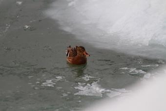 Выход на лед водоемов Калининграда запрещен