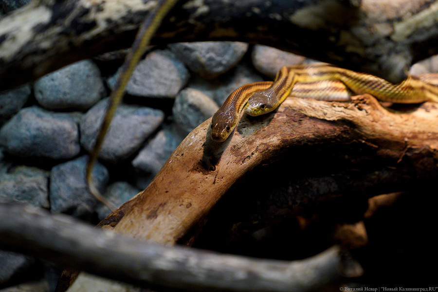 Жаба, гадюка и другие: в зоопарке открылся террариум после ремонта (фото)