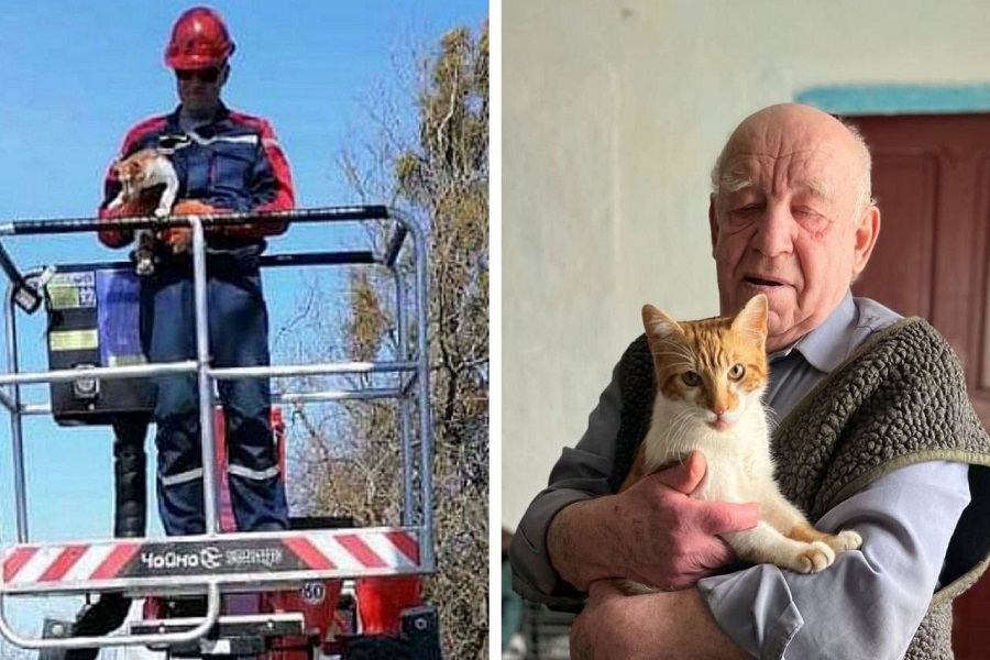  В Правдинском районе энергетики спасли кота Кузю, который не мог слезть с дерева (фото)