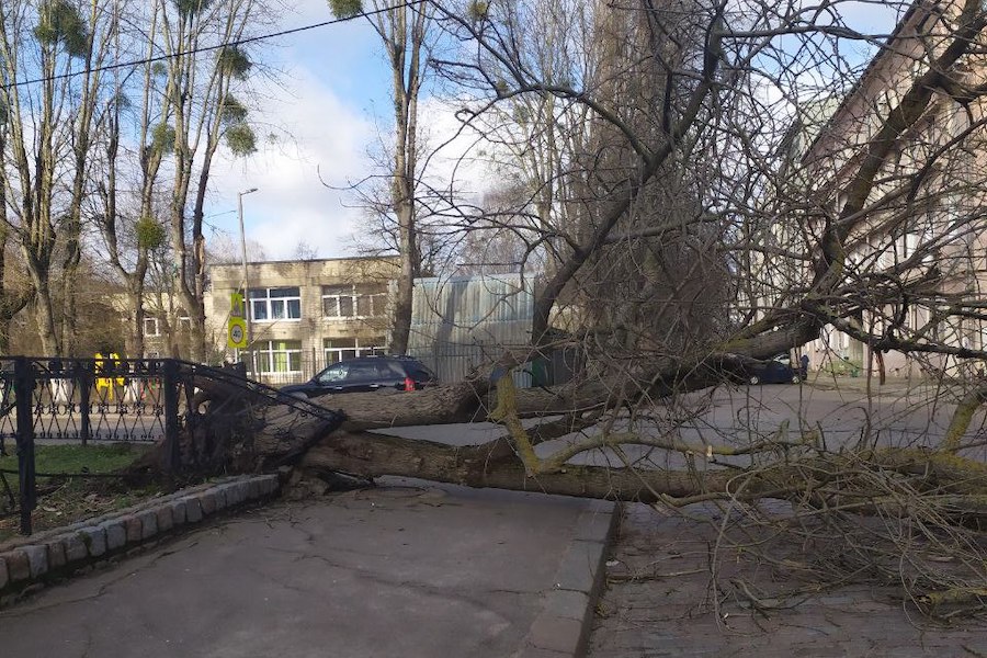Столбы, деревья, указатели: последствия шторма в Калининграде (фото)