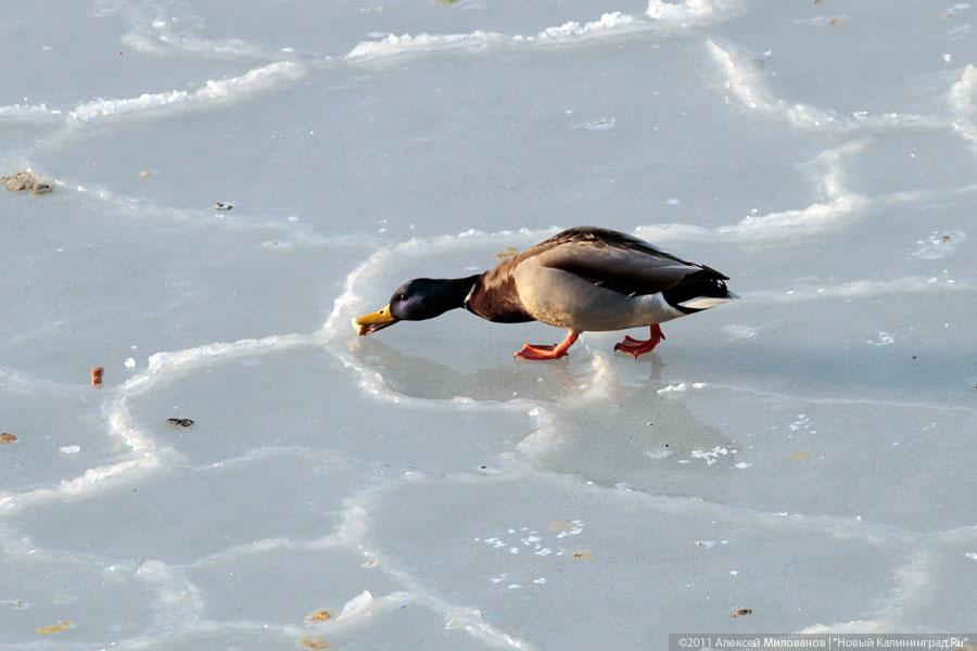 "Аки посуху": фоторепортаж "Нового Калининграда.Ru"