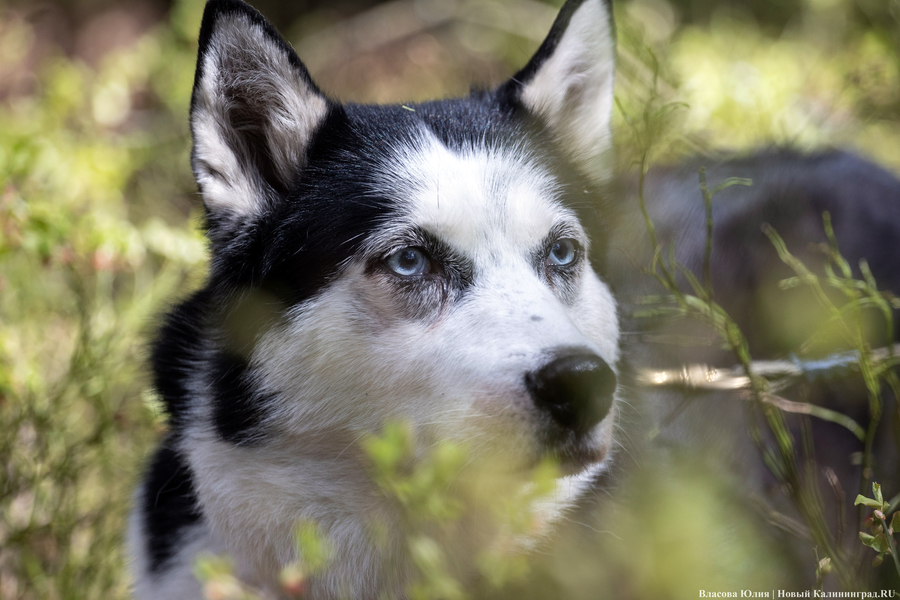 Совсем не Джек Лондон: как калининградцы с питомцами соревновались в ездовом спорте (фото)