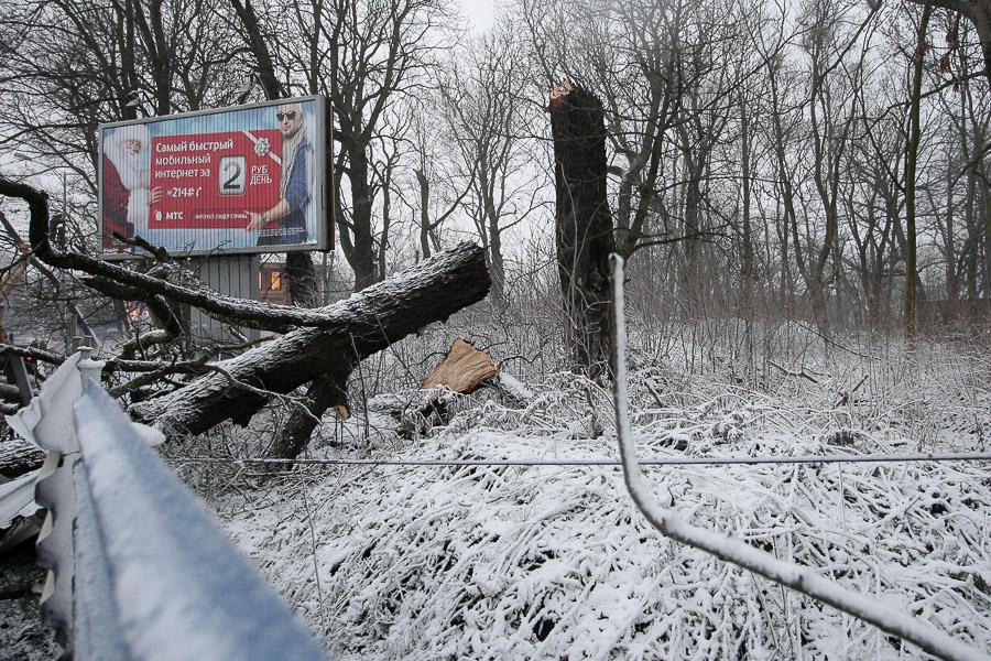 В Калининграде упавшее во время урагана дерево заблокировало движение по ул. Невского (фото)  