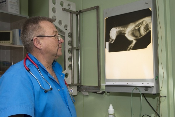 Операция «Реабилитация», или Зачем животным нужна гимнастика 