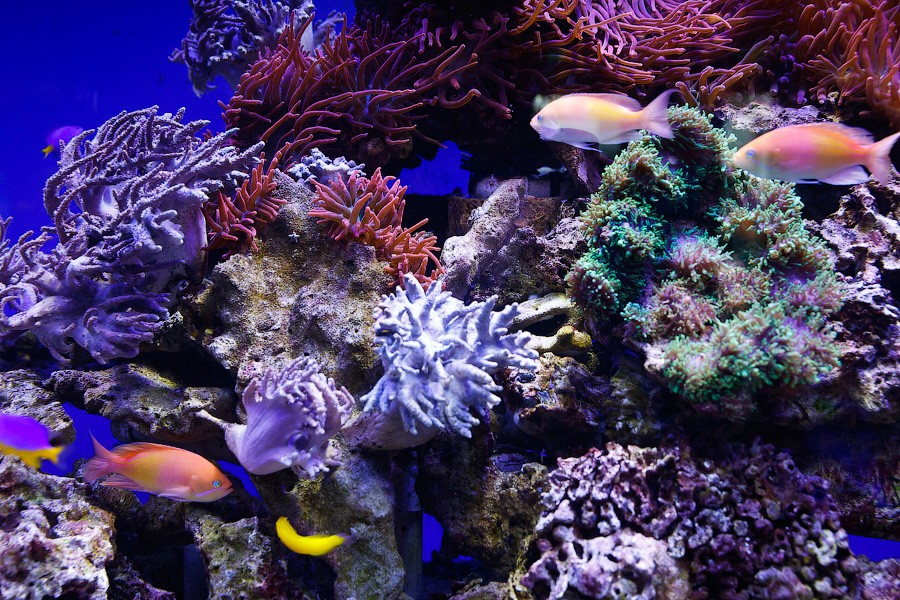 Baby Shark: в Музее Мирового океана родились «акулята-котята» (фото)