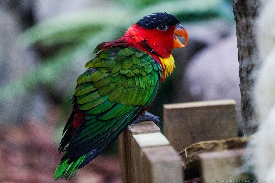 В зоопарке открыт Дом тропической птицы. Посмотрите на жако и спящего трубкозуба