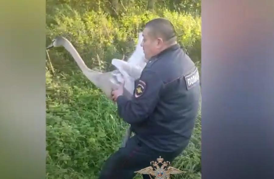 В Калининградской области полицейские подобрали на трассе лебедя и отвезли его к озеру (видео) 