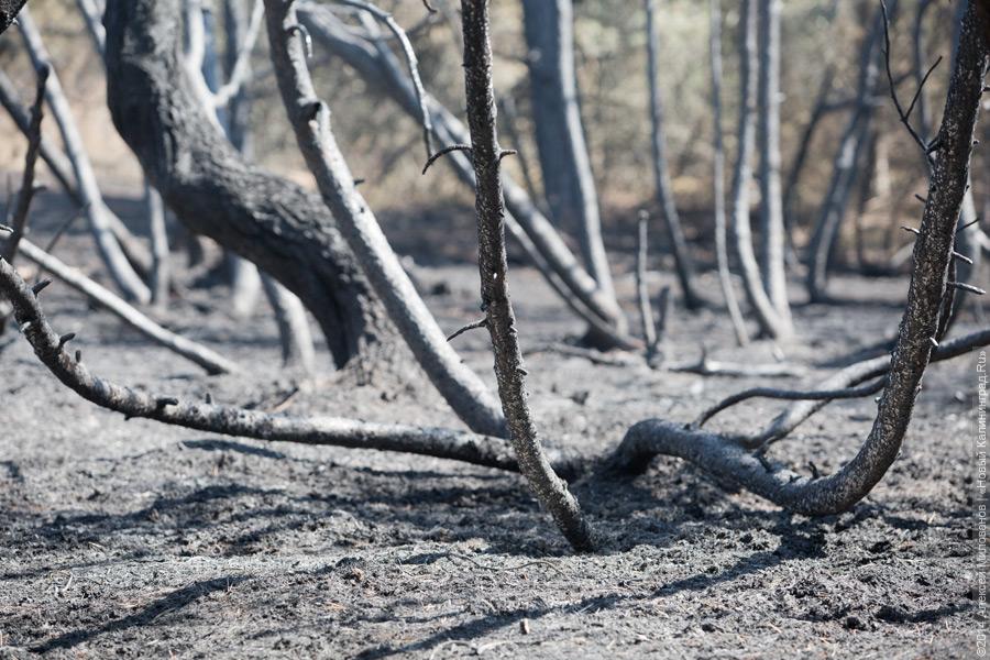 Когда рассеялся дым: после локализации лесного пожара на Куршской косе (фото)