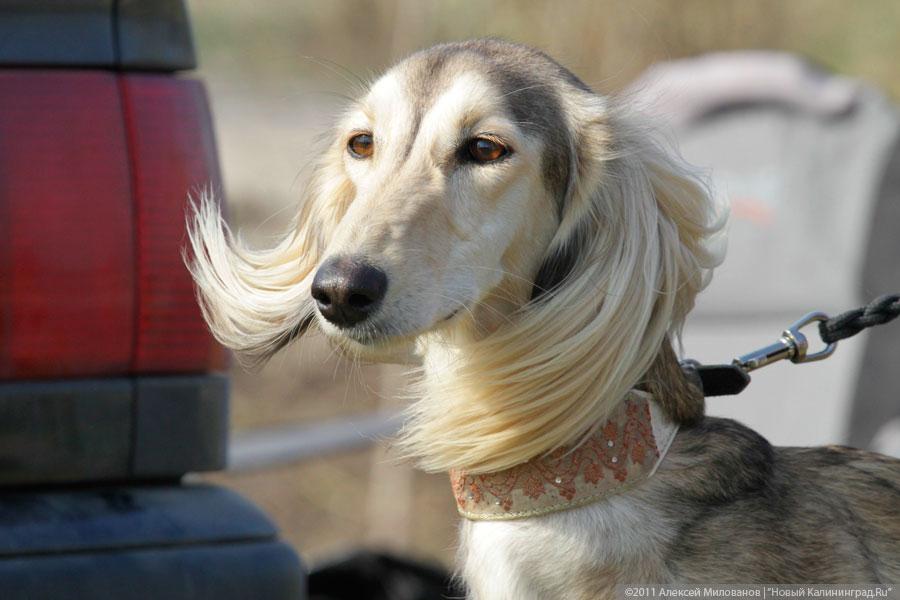 Полночный вой и кошачий топот: как повлиять на шумных четвероногих соседей