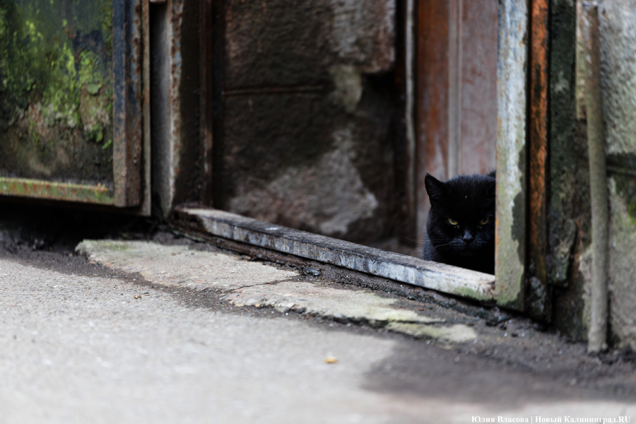 Погода в Калининградской области 18 ноября