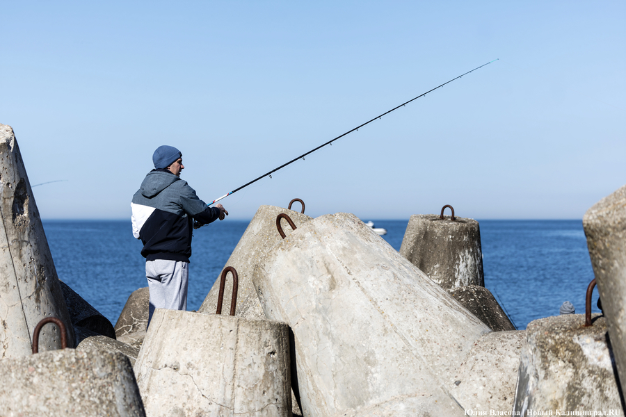 По несколько рыбин за раз: в Балтийске начался массовый лов салаки