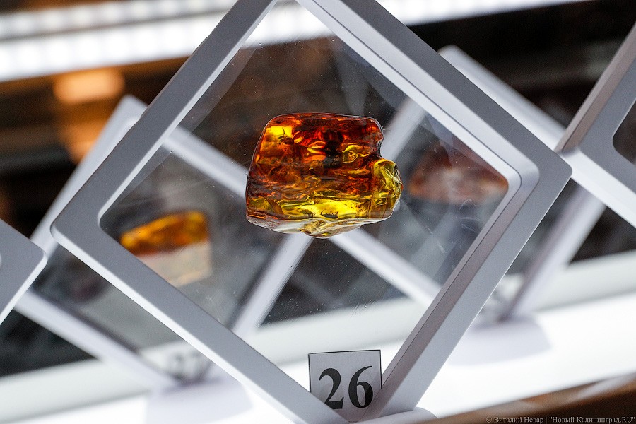 Янтарная козявка: чем закончились первые в Калининграде торги по инклюзам (фото)