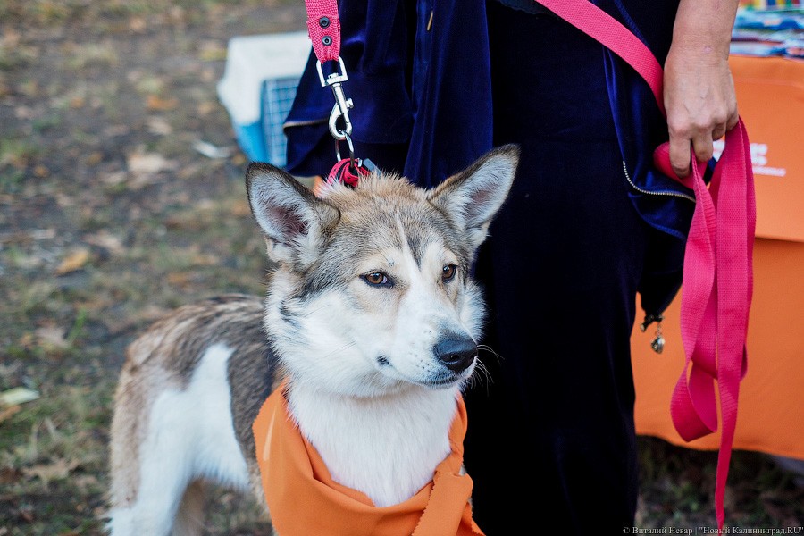 Подари мне дом: на Верхнем озере организовали выставку бездомных животных