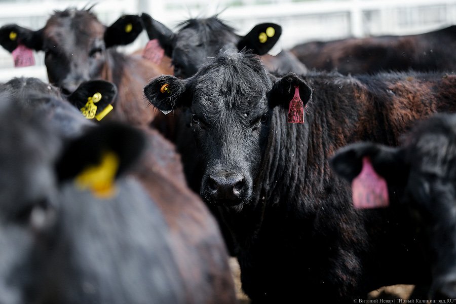 Бойня за землю: что мешает развиваться «Мираторгу» в Калининградской области