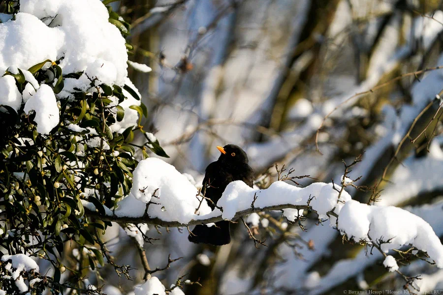 Морозная ночь и солнечный день: погода в Калининградской области 26 февраля