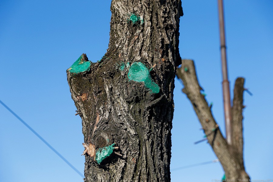 Областная прокуратура получила разрешение на обрезку 28 деревьев