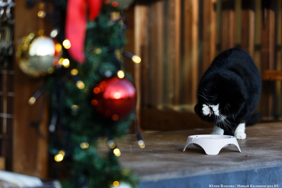 Погода в Калининградской области 5 декабря