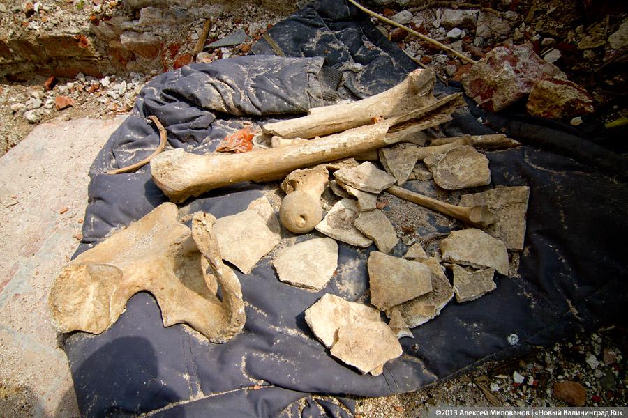 «А денег нет»: в переданной РПЦ кирхе 14-го века в Храброво валяются человеческие кости