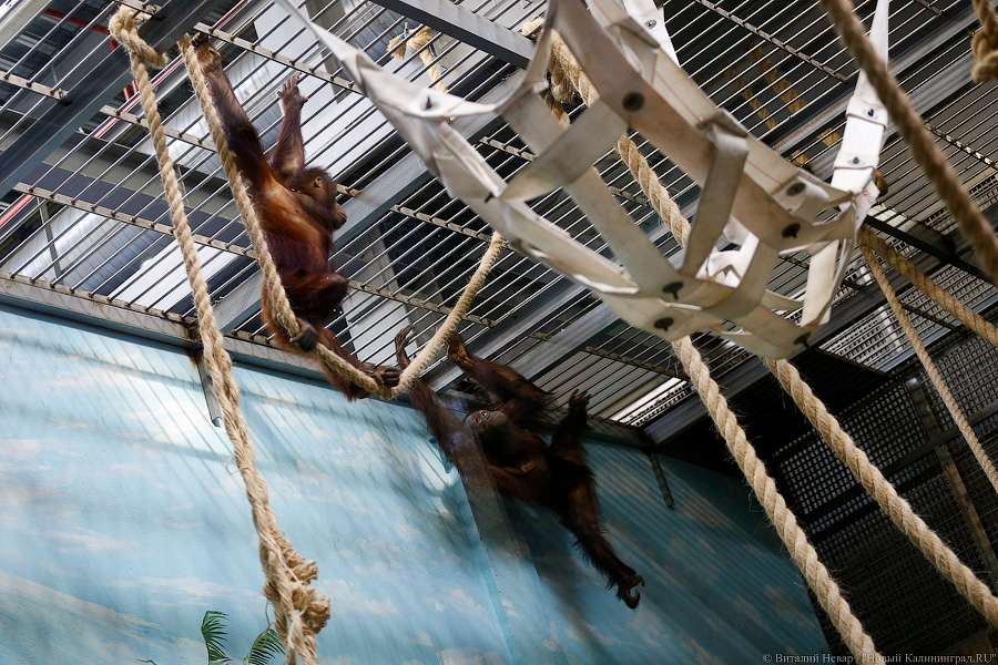Варяг из Дании: в Калининградском зоопарке поселился орангутан Бенджамин