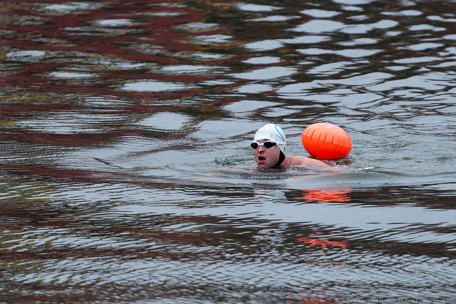 День моржа: как пловцы пытались защитить экосистему Преголи (фото)
