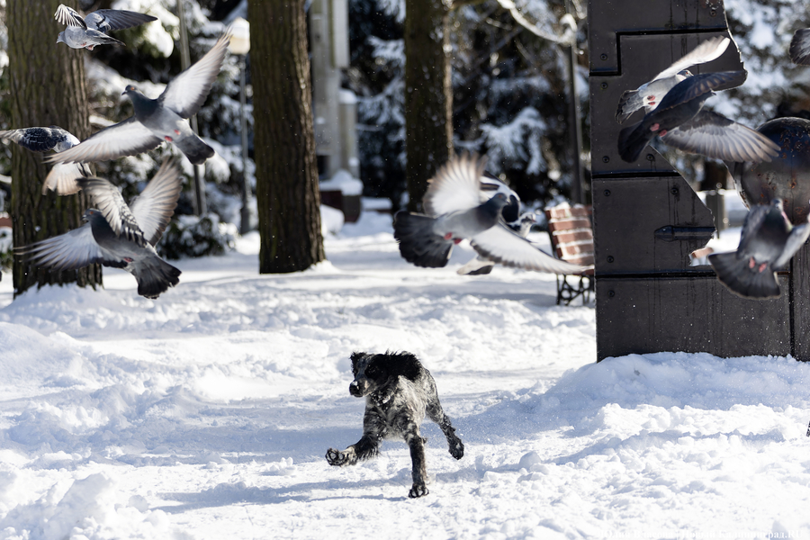 Зима не сдаётся: как выглядят улицы Калининграда после «снежного удара» (фото)