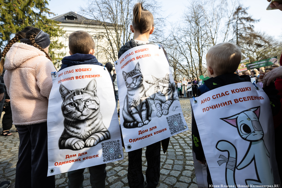 В защиту братьев меньших: в Калининграде прошёл митинг против убийства животных (фото)