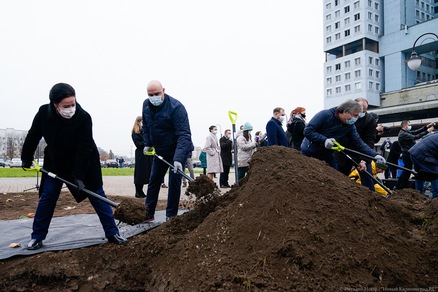 «Платанические» отношения: чиновники и бизнесмены посадили аллею у Дома Советов (фото)