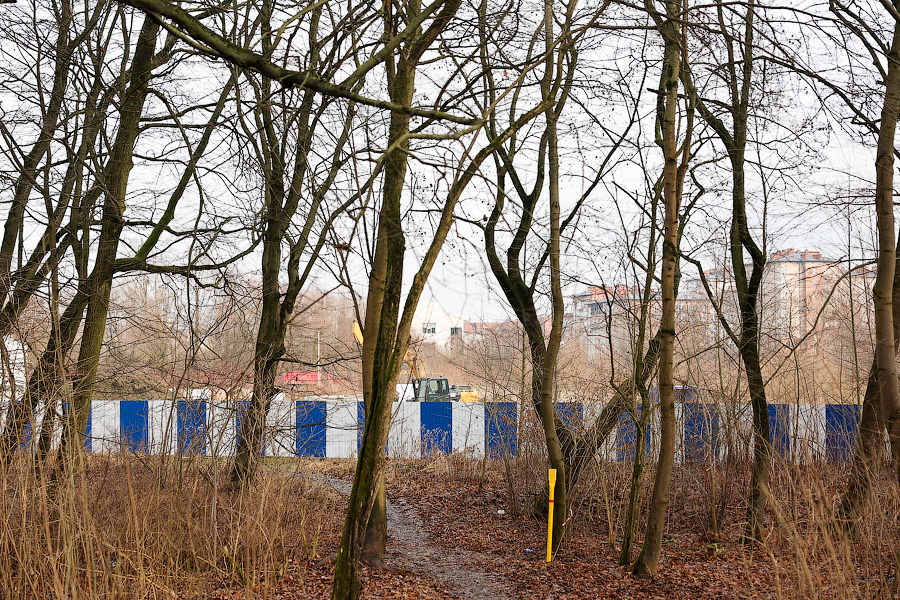 Минус 1,5 тыс. деревьев: на ул. Невского начались вырубки из-за строительства кампуса БФУ (фото)