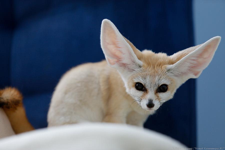 Длинноухое фыр-фыр-фыр: пара фенеков поселилась в Калининграде