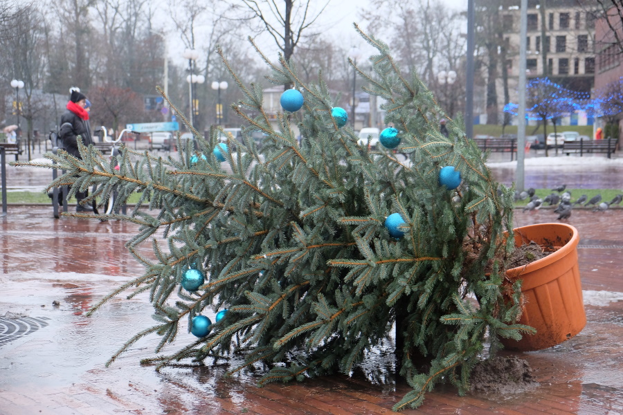 Хвоя под санкциями: Калининград встречает новогодние праздники с «нищими» ёлочными базарами