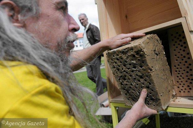 В Ольштыне «Гринпис» установил 9 «отелей» для пчел (фото)