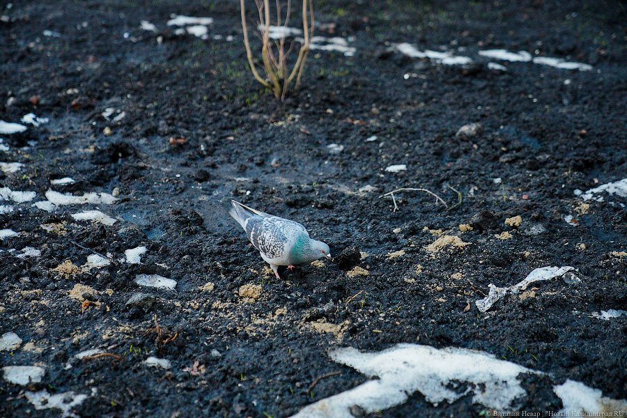 Как выглядит обновленная пешеходная зона на улице Рокоссовского без снега (фото)