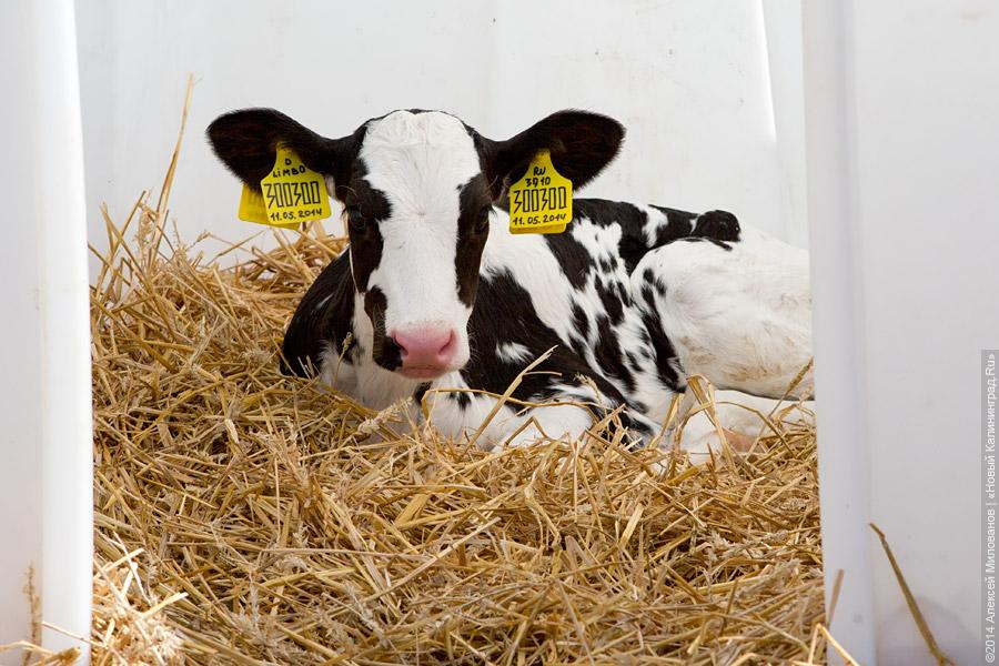 Голштино-фризская «карусель»: в Полесском районе открылся новый молочный комплекс (фото)