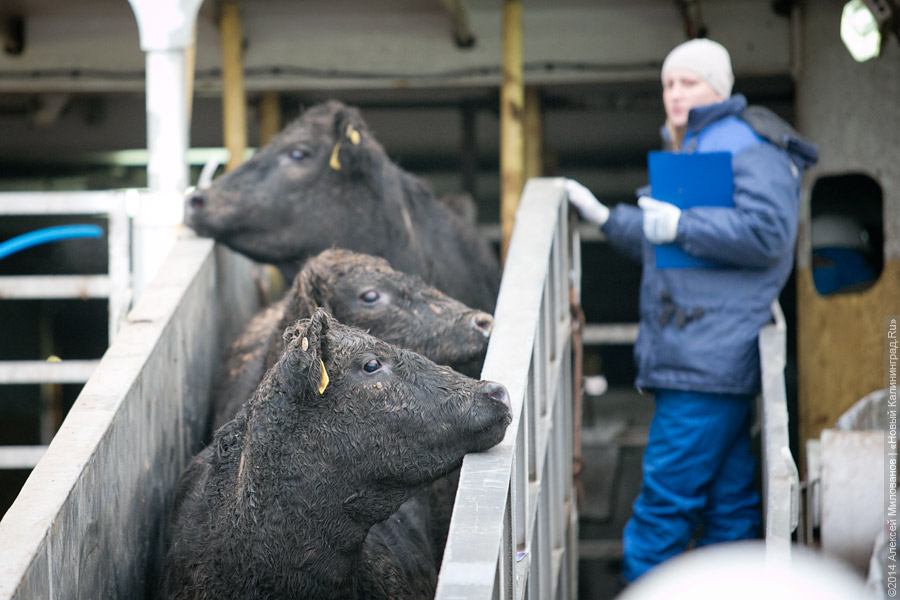 Шампиньоны, коровы и виски: какие инвестпроекты сочли значимыми для региона