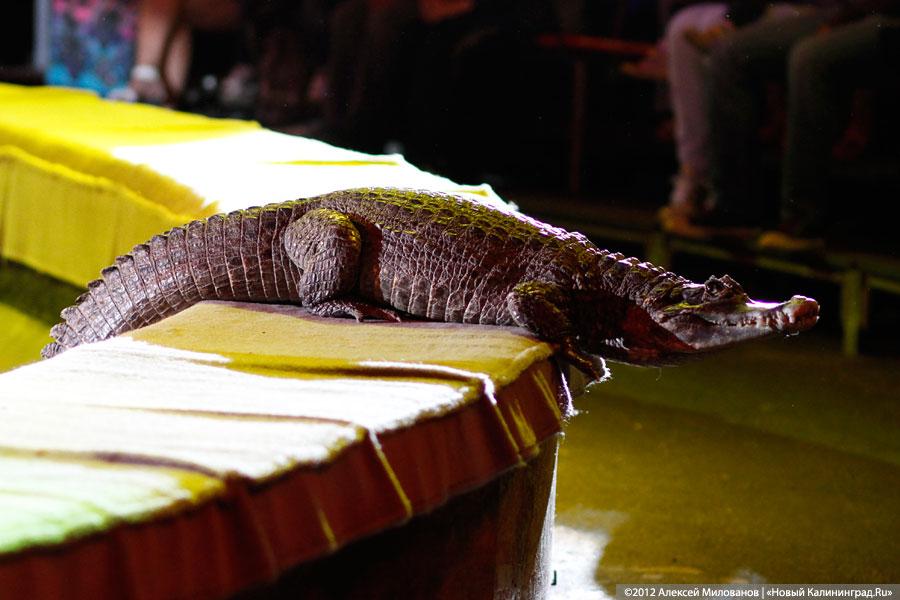 «Цирк в подарок»: фоторепортаж c премьеры цирковой программы
