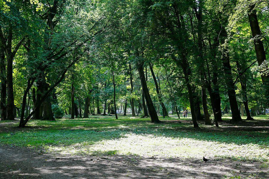 Калининградское чудо: застройщик гостиницы не вырубает, а благоустраивает 2 сквера (фото)
